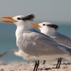 Royal Tern